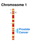 Chromosome 1