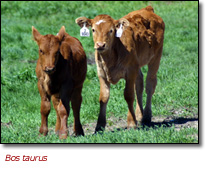 A Red Calf (Pied Heifer)