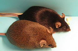 Two mice, side by side, one brown and one dark brown