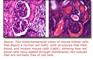 Above: Two histochememical views of mouse kidney cells that depict a normal cell (left), with structures that filter blood, and mutant mouse cells (right), showing how red blood cells have leaked through membranes into tubules that are normally free of red cells.