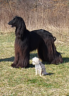 Dogs like the Afghan and the Chihuahua cross dramatically illustrate the size difference among breeds. Dogs exhibit the greatest diversity in body size of any mammalian species. Photo credit: Edouard Cadieu, NHGRI