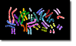 Chromosomes