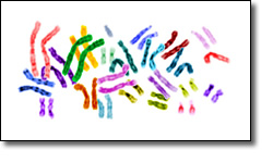 Human Chromosomes in color on white background