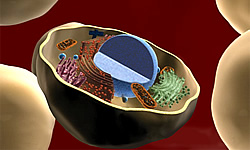 3-D cell illustration