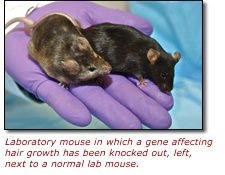 Laboratory mouse in which a gene affecting hair growth has been knocked out, left, next to a normal lab mouse