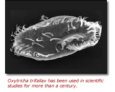 Oxytricha trifallax