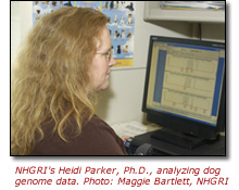 Photo of NHGRI's Heidi Parker, Ph.D., analyzing dog genome data