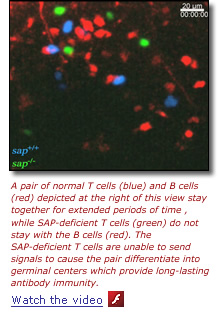 Watch the video - A pair of normal T cells (blue) and B cells (red) depicted at the right of this view stay together for extended periods of time , while SAP-deficient T cells (green) do not stay with the B cells (red). The SAP-deficient T cells are unable to send signals to cause the pair differentiate into germinal centers which provide long-lasting antibody immunity.