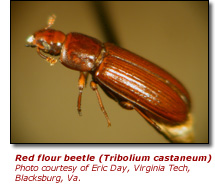 Red Flour Beetle