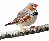 Zebra Finch (bird)