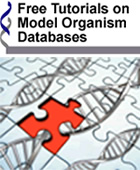 Free Tutorials on Model Organism Databases image with puzzle piece