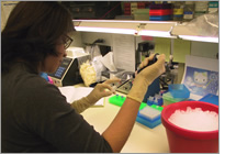 A researcher holds a pipette in the laboratory