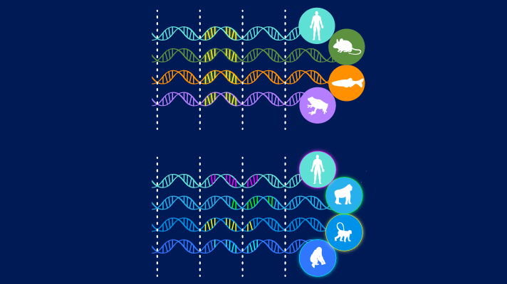 Comparative Genomics