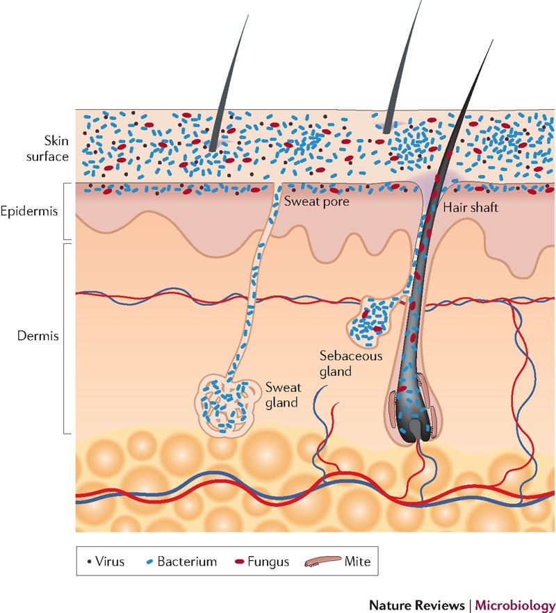 Skin Microbiome