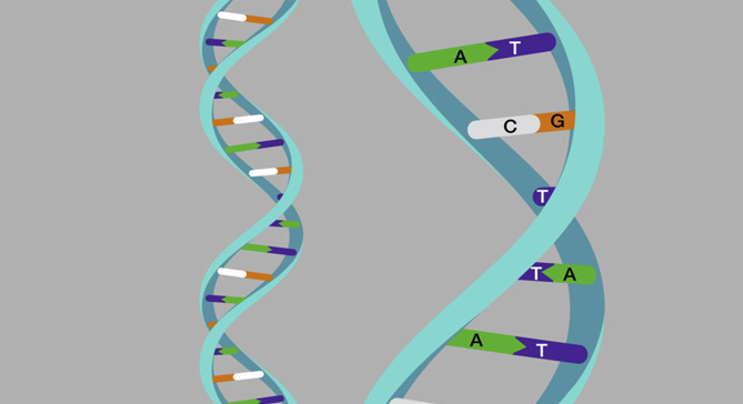 Double Helix