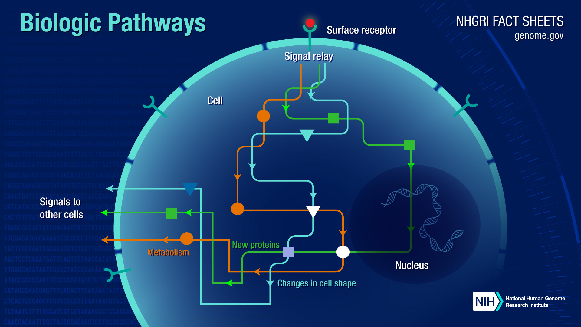 Biological Pathways