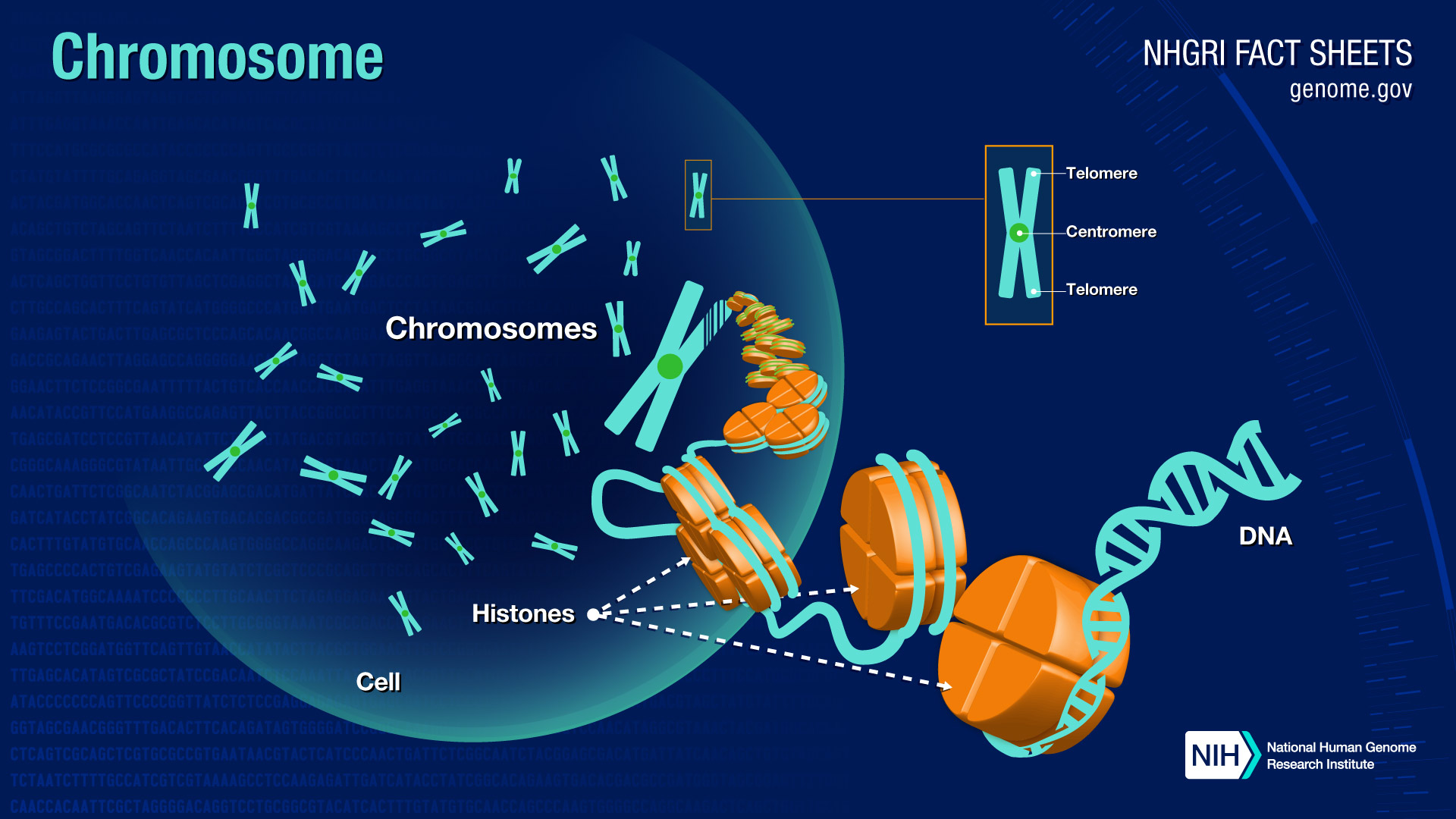 what does chromatin look like in a plant cell