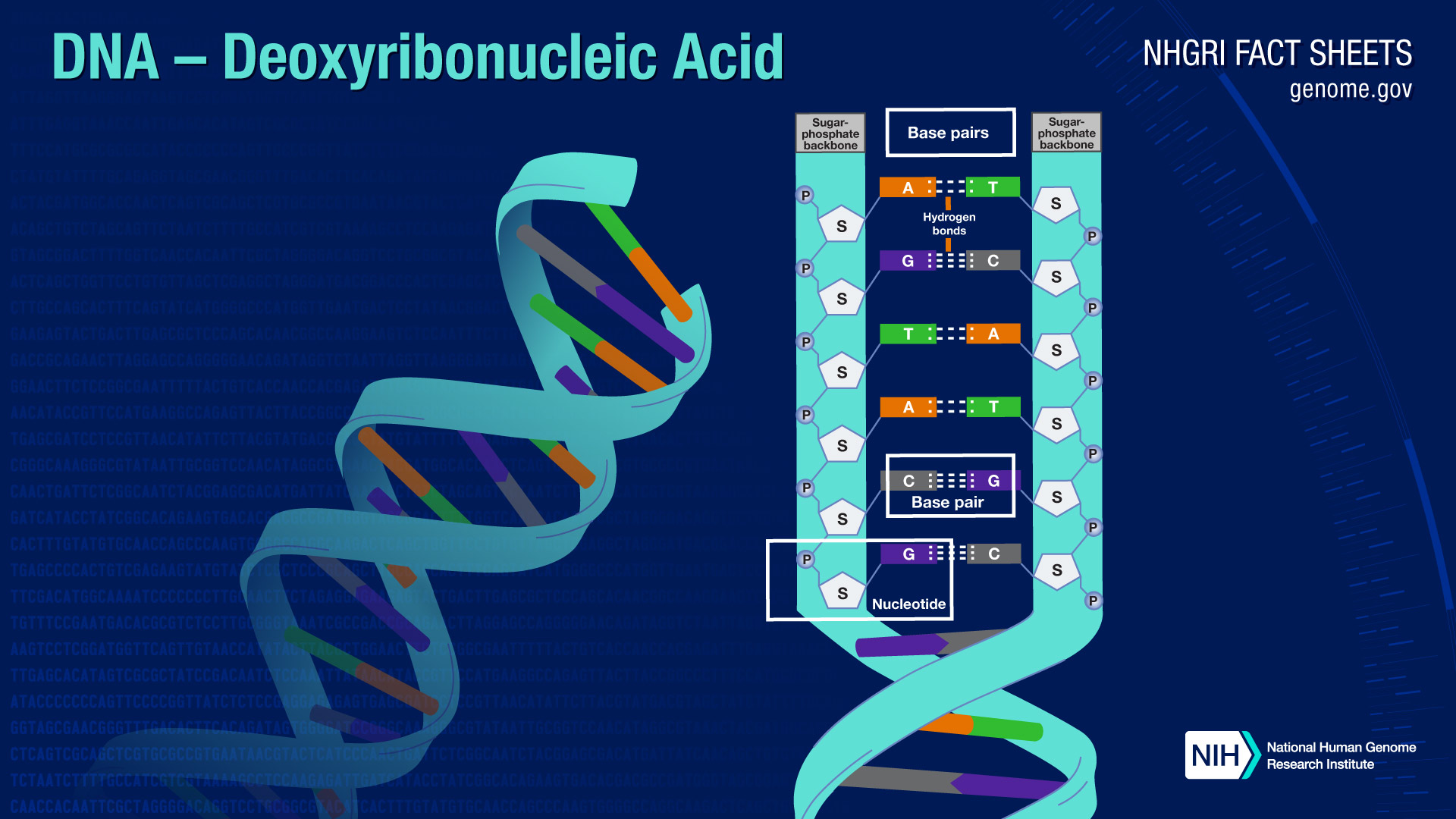 Deoxyribonucleic Acid (DNA) Fact Sheet