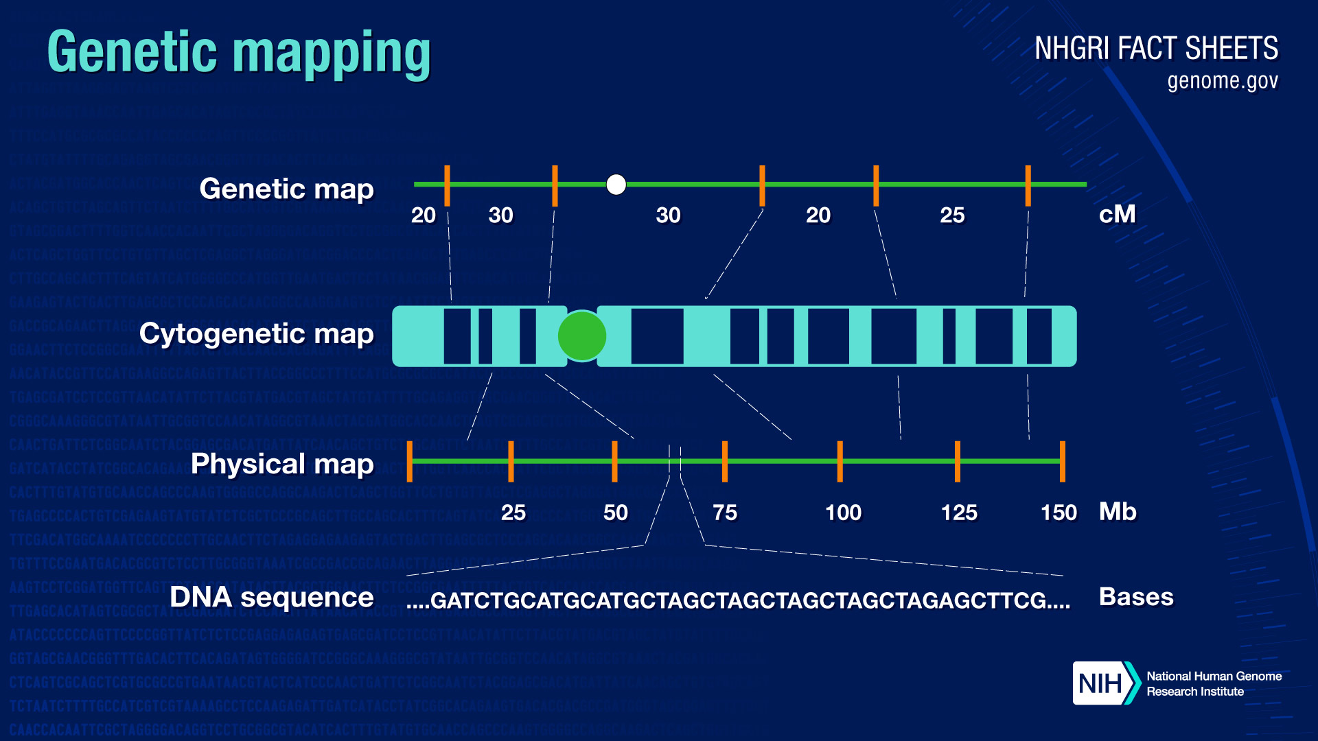 Genetic Mapping Diagram