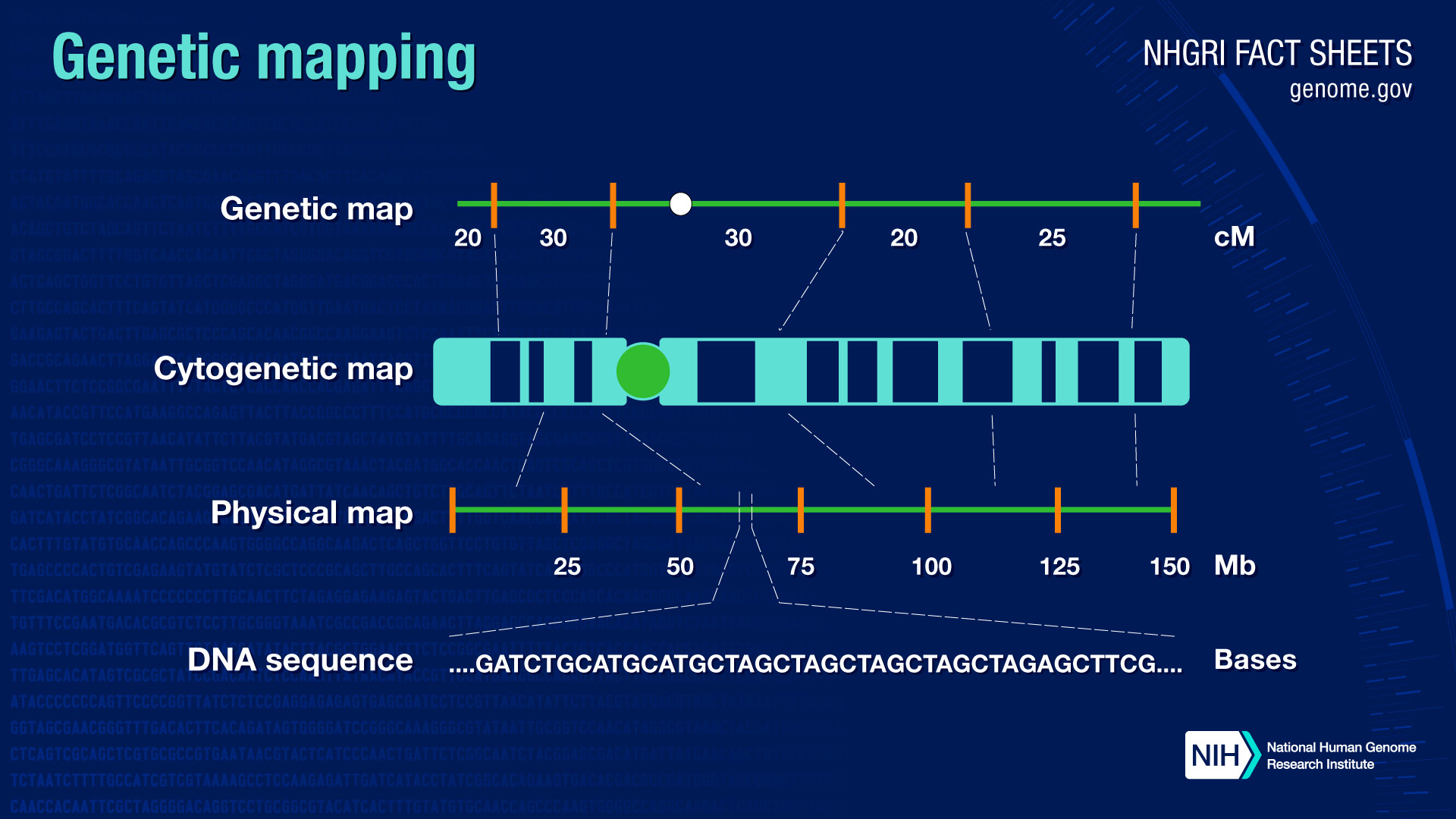 diagram of chromosome with gene