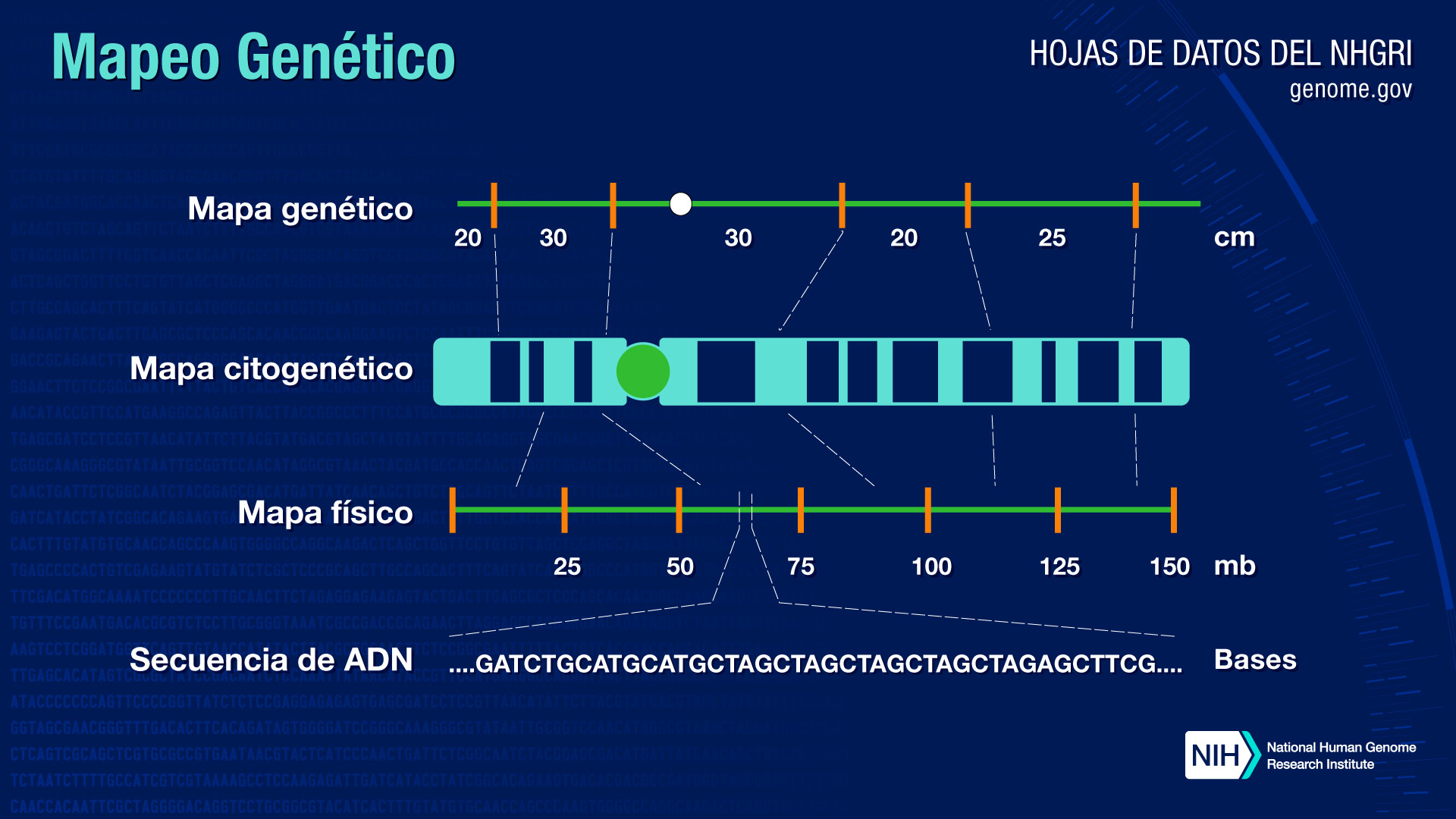 Diagrama del mapeo genético