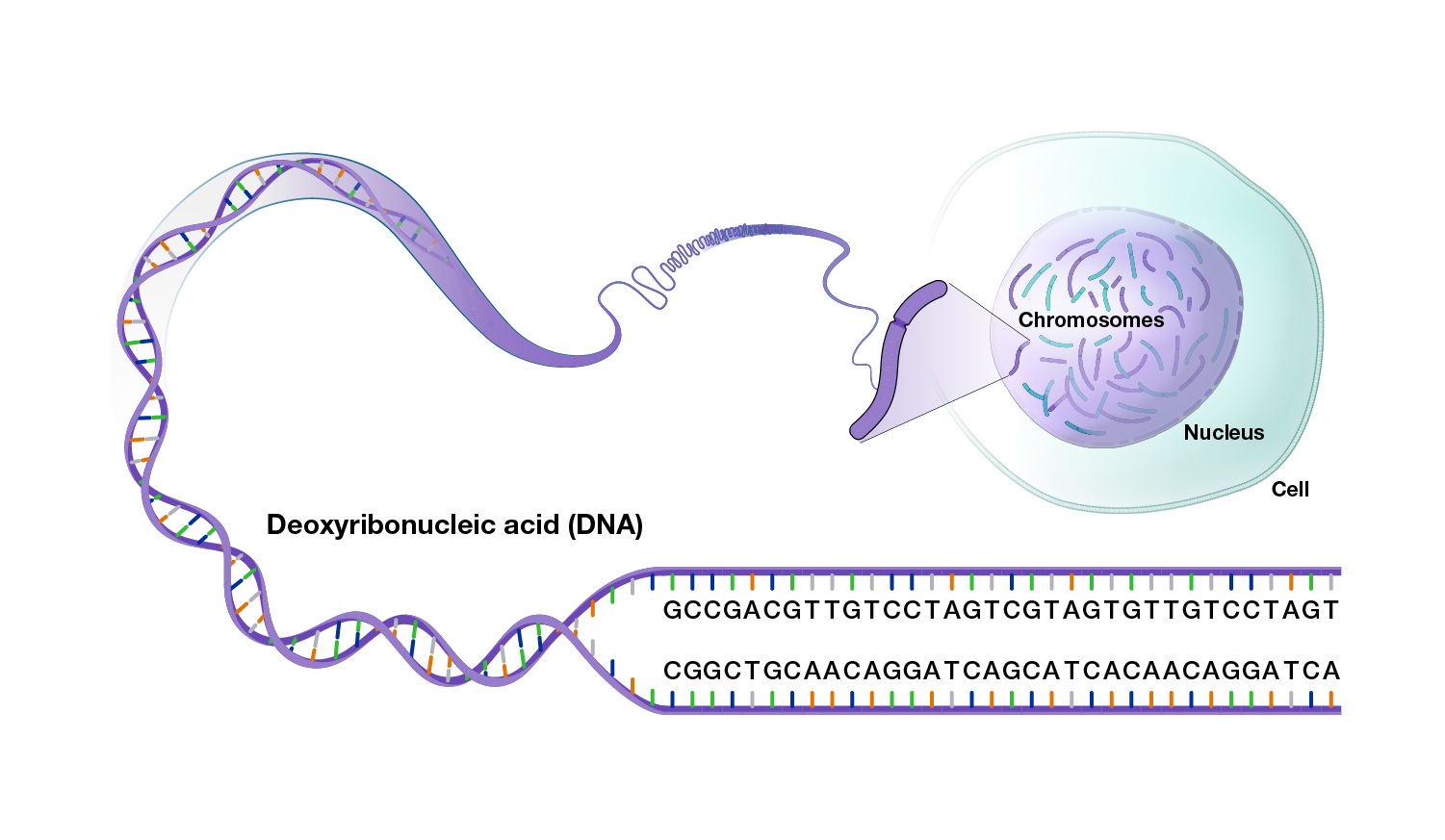graphic showing DNA sequence