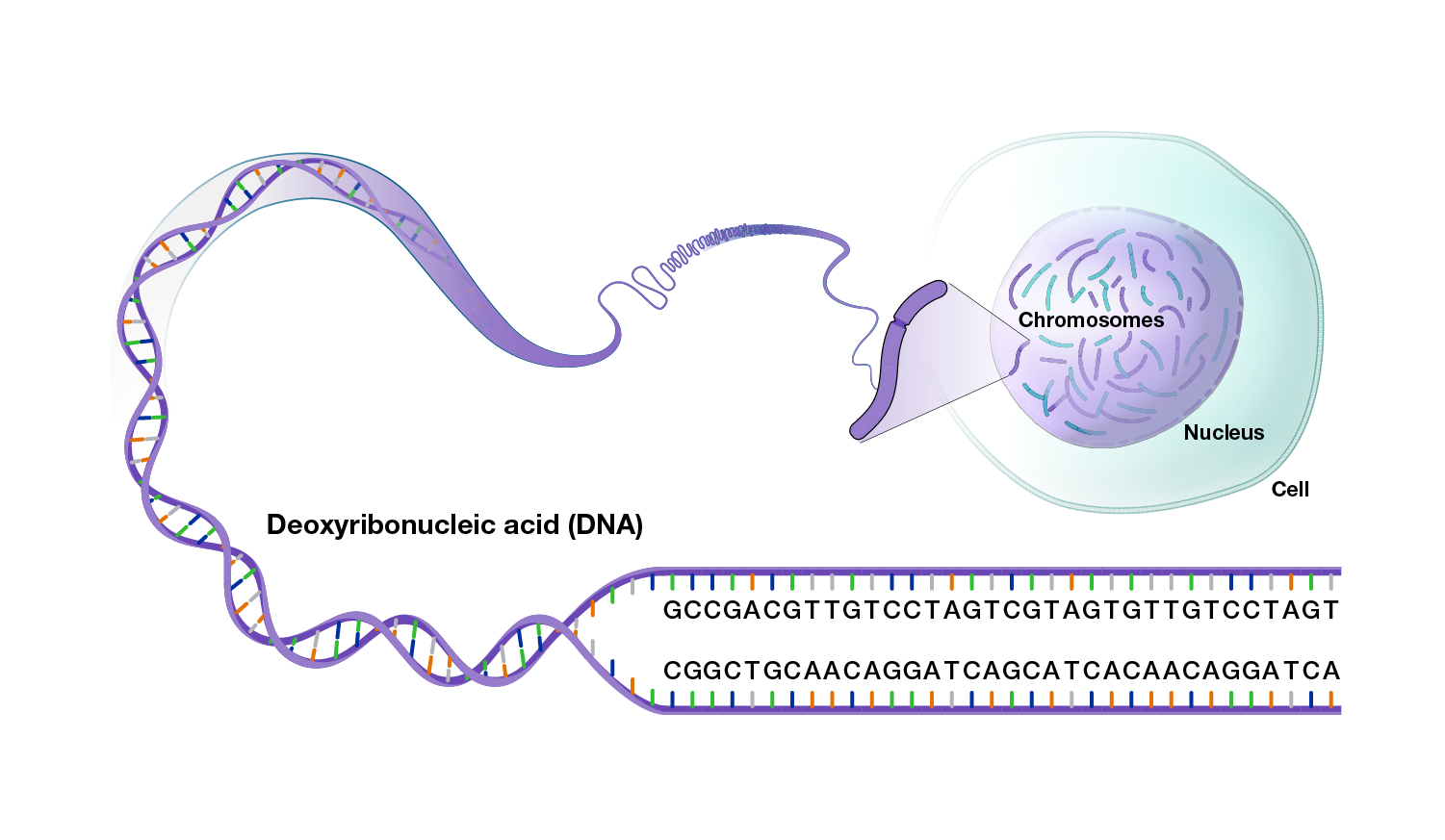 Human Genomic Variation