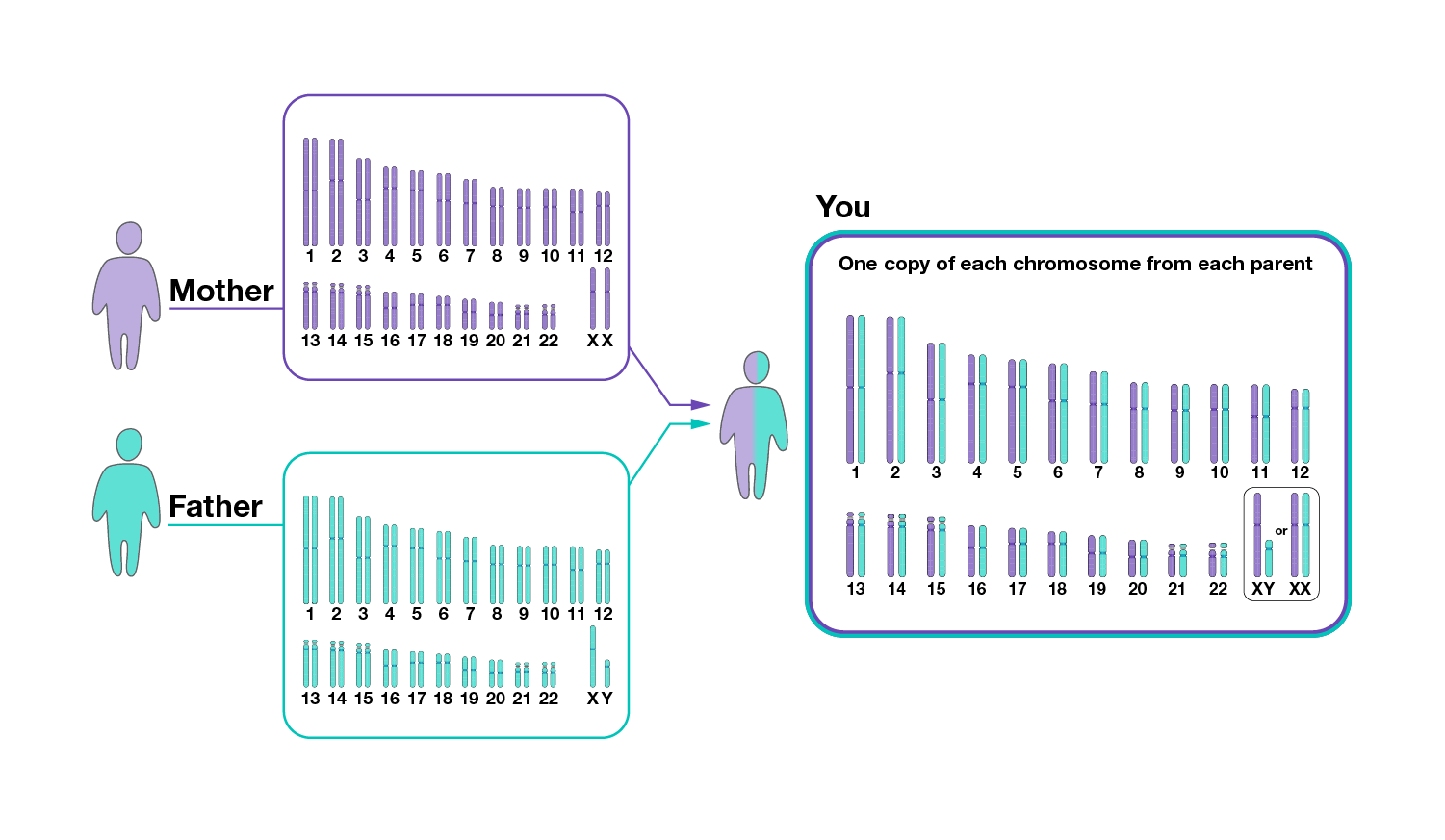 Human Genomic Variation