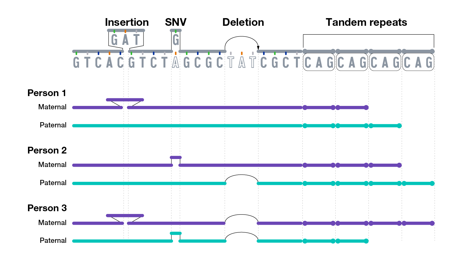 graphic showing tandem repeats