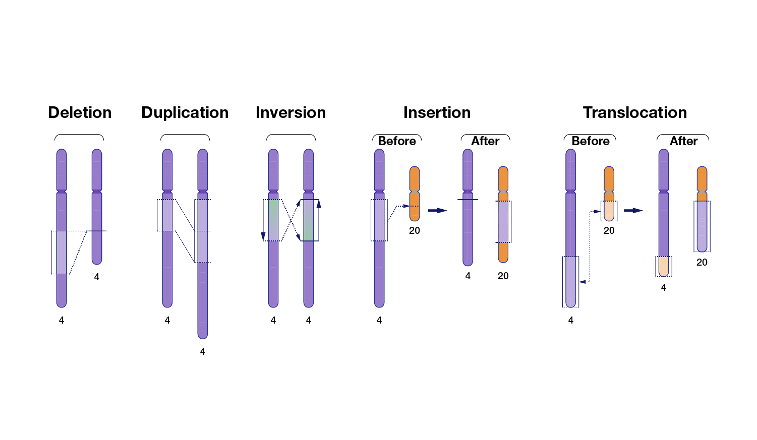 graphic showing structural variants