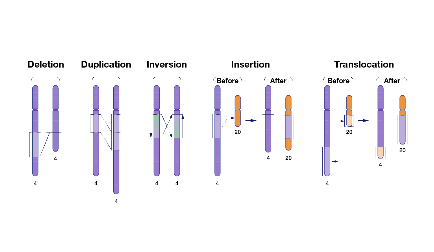 A Density Of Genomic Elements Genes Alu Repeats Cpg Islands And