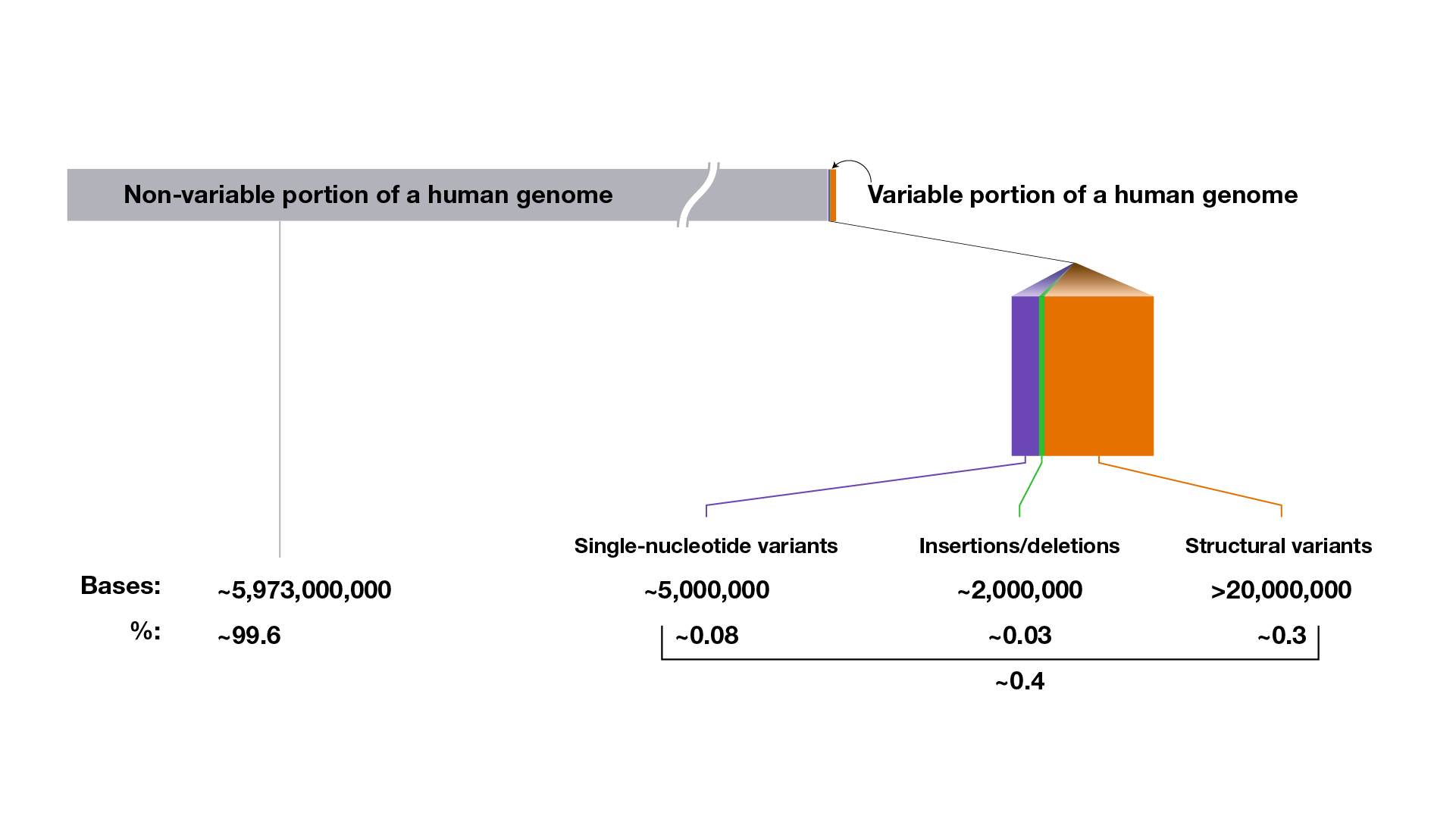 Functional Characterization Of Human Genomic Variation Linked To