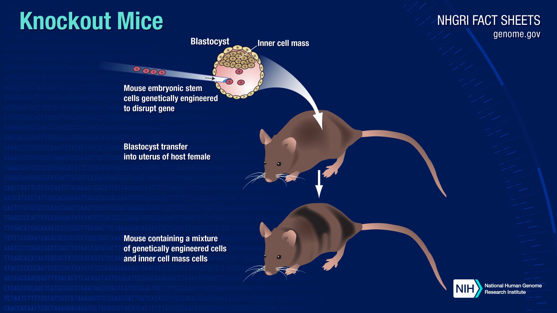 Knockout Mice Fact Sheet