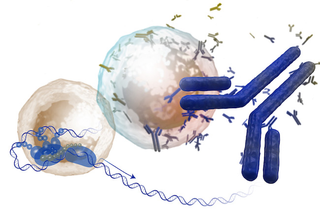 Antibody illustration