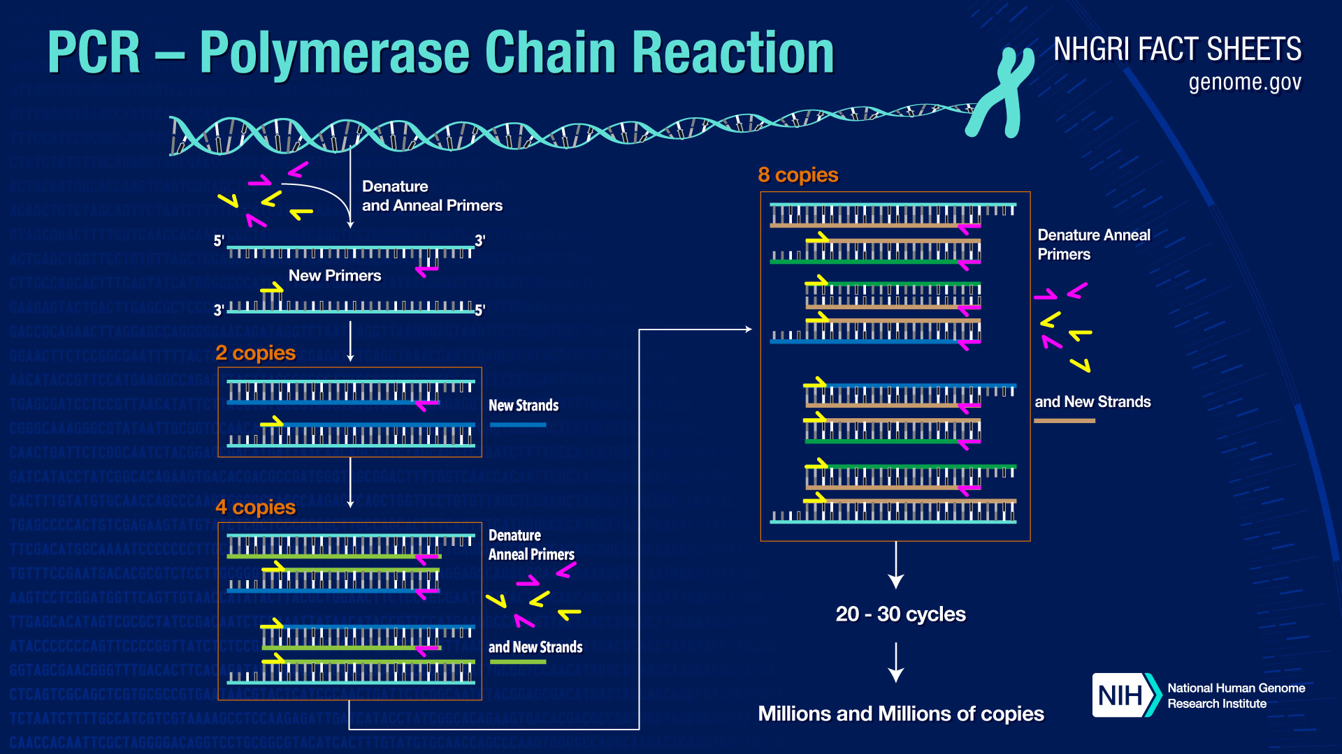 Polymerase Chain Reaction (PCR) Fact Sheet