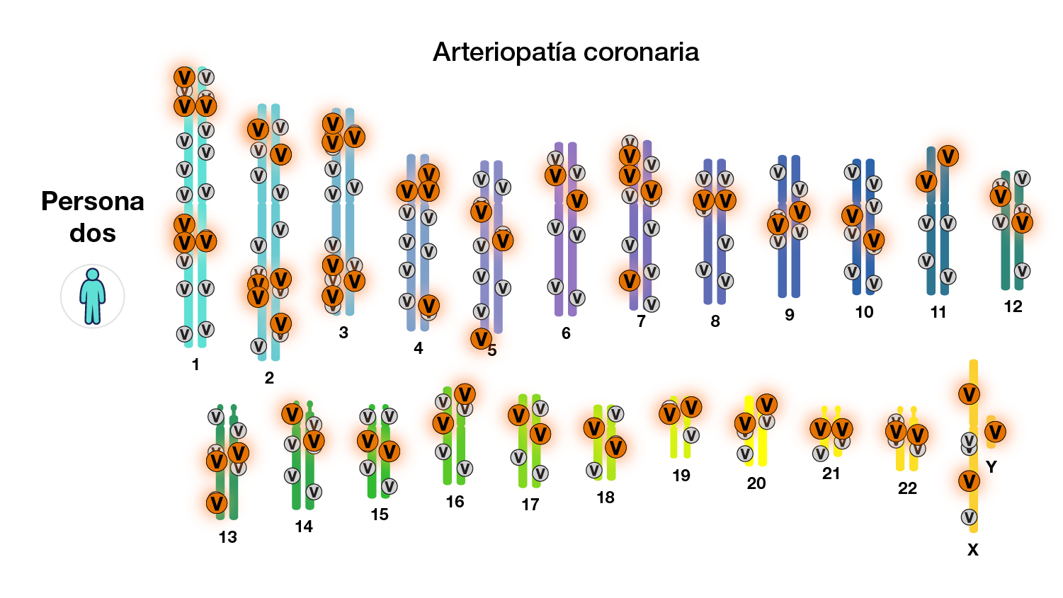 Cada "v" roja representa variantes en el genoma de una persona que está asociadas con la enfermedad de las arterias coronarias. 