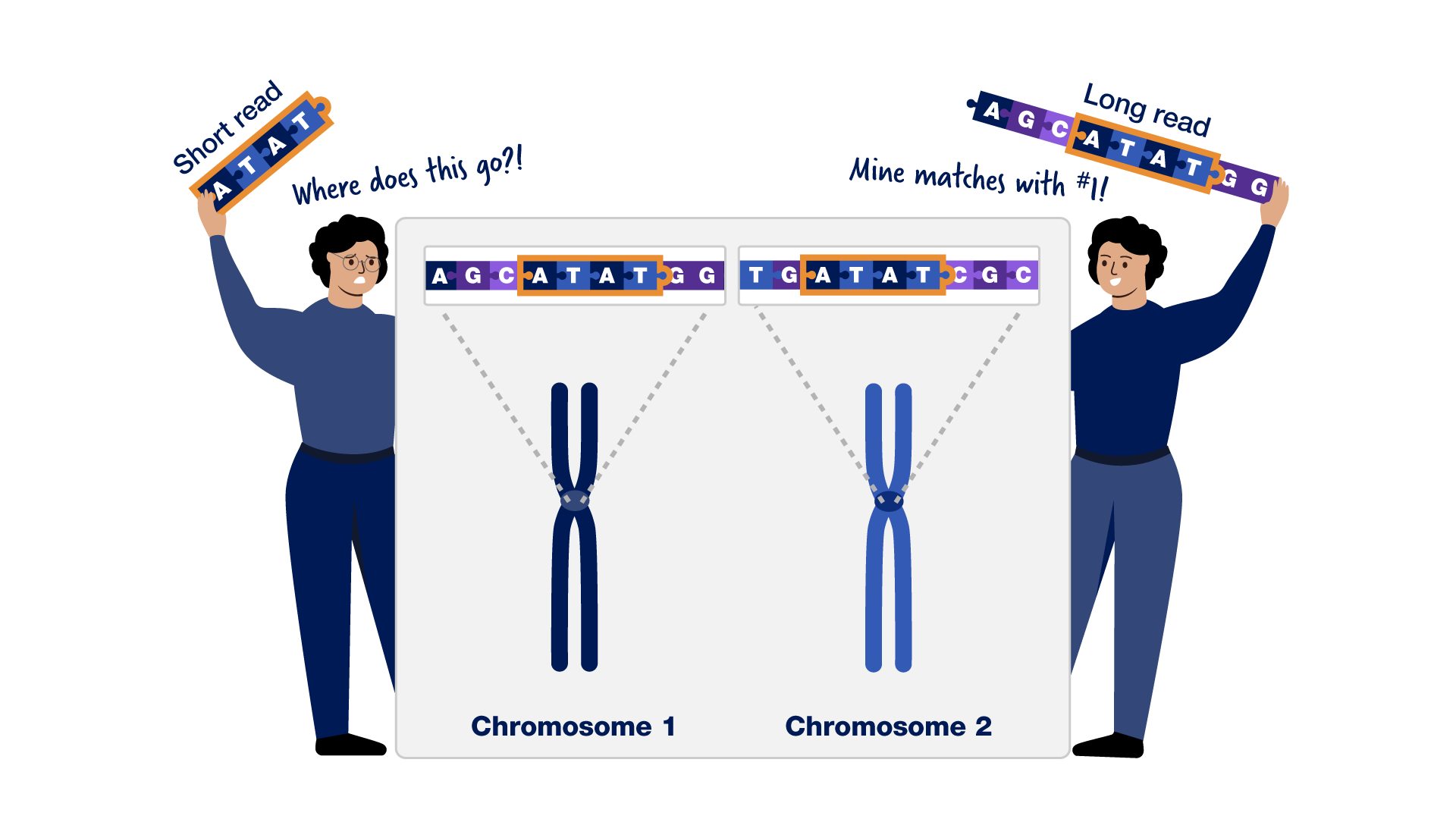 Infographie de télomère à télomère - Raison 2