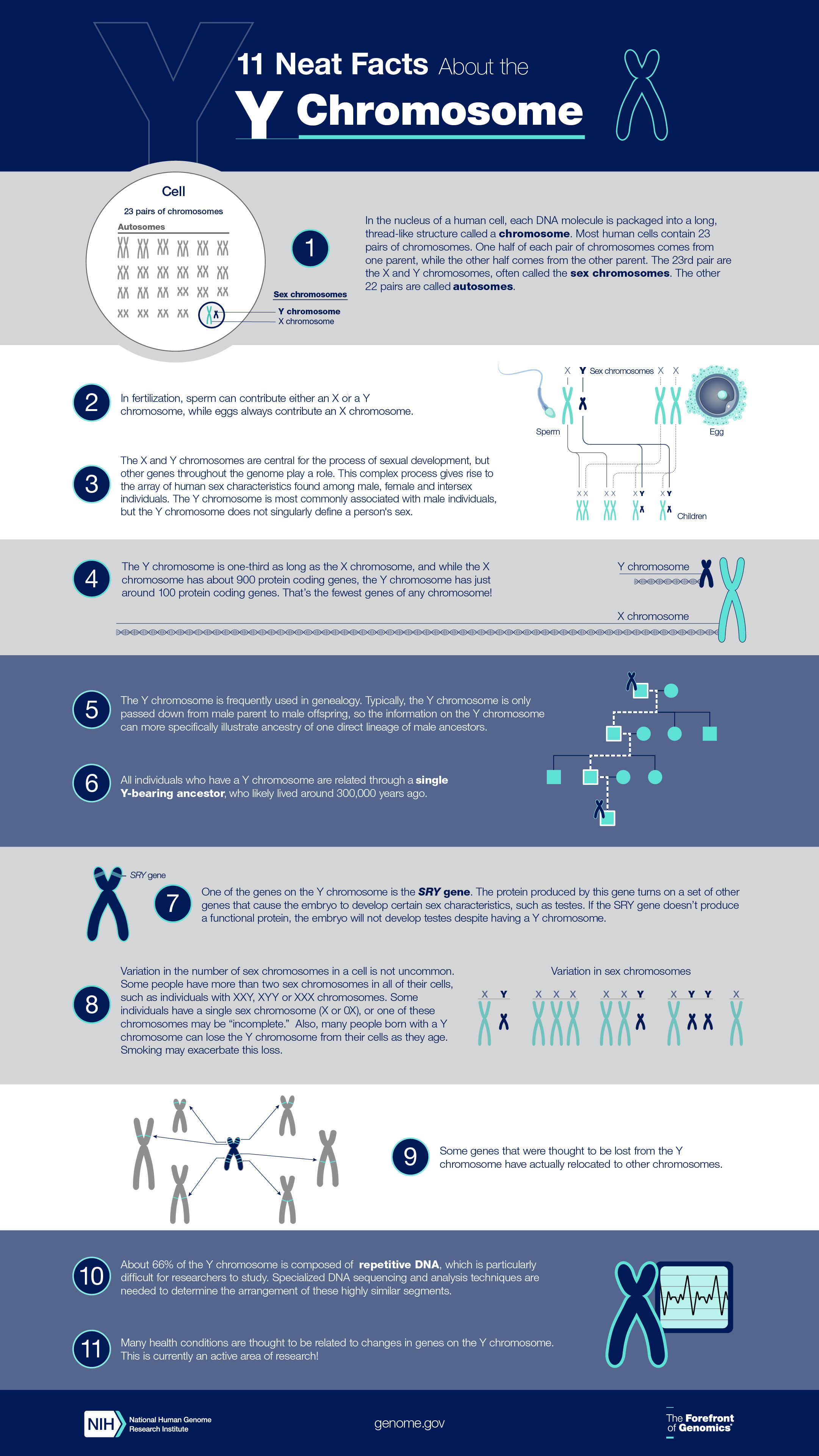 Y Chromosome Infographic