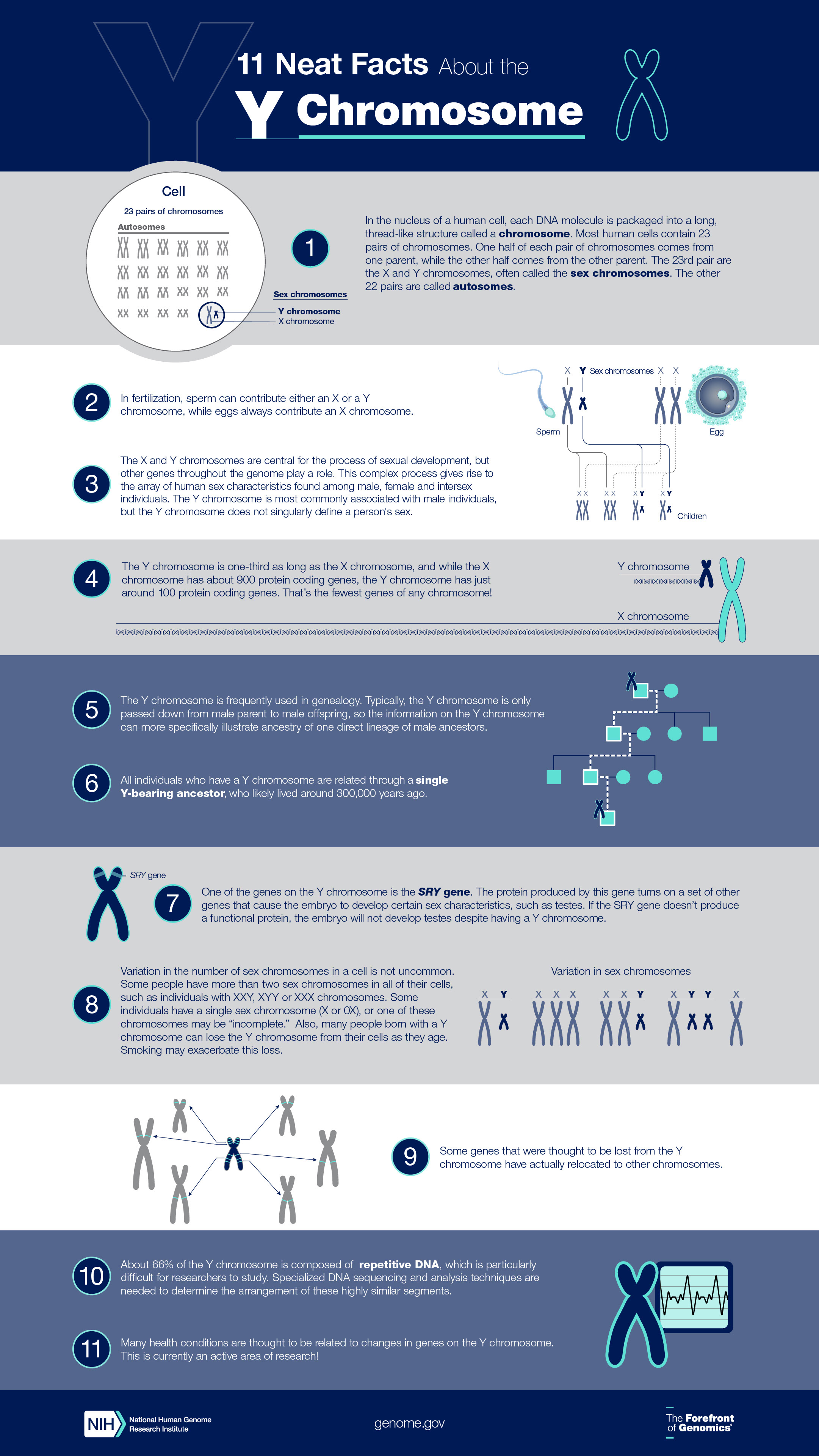 Y Chromosome Infographic