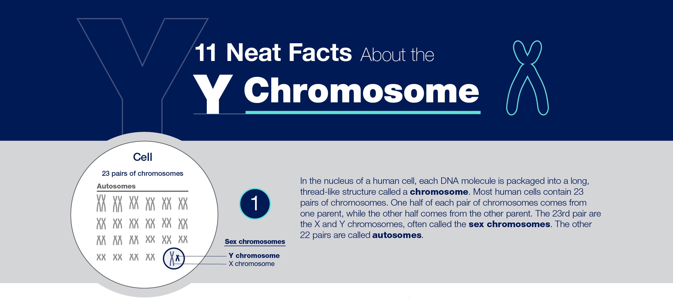 Y Chromosome Infographic