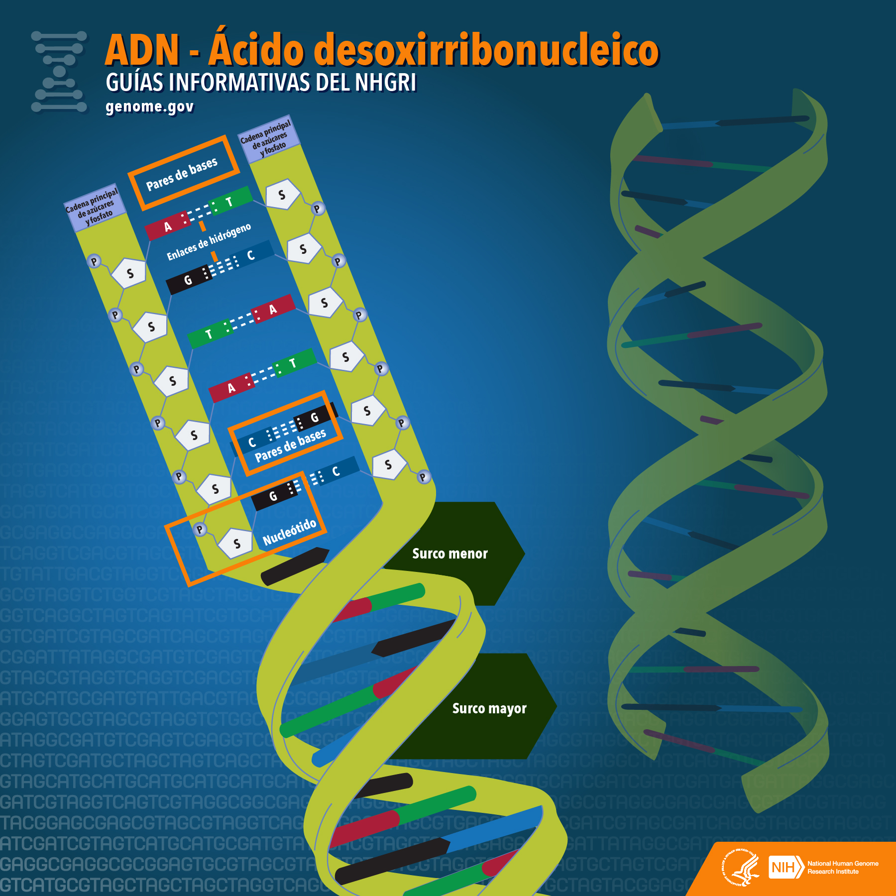 Ácido desoxirribonucleico (ADN)