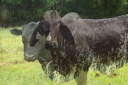 Photo mash-up of two cow species, the Angus and the Brahman.