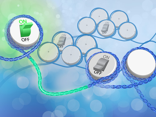 Switches in the non-protein coding regions of the genome.