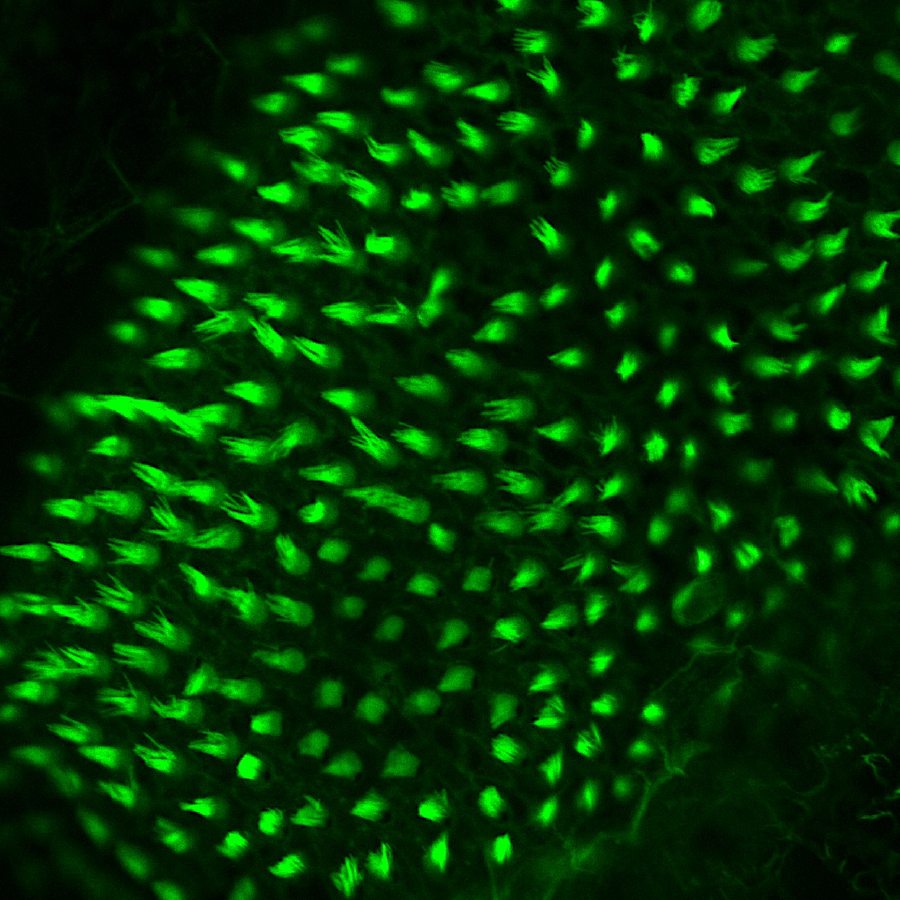 Zebrafish Cells