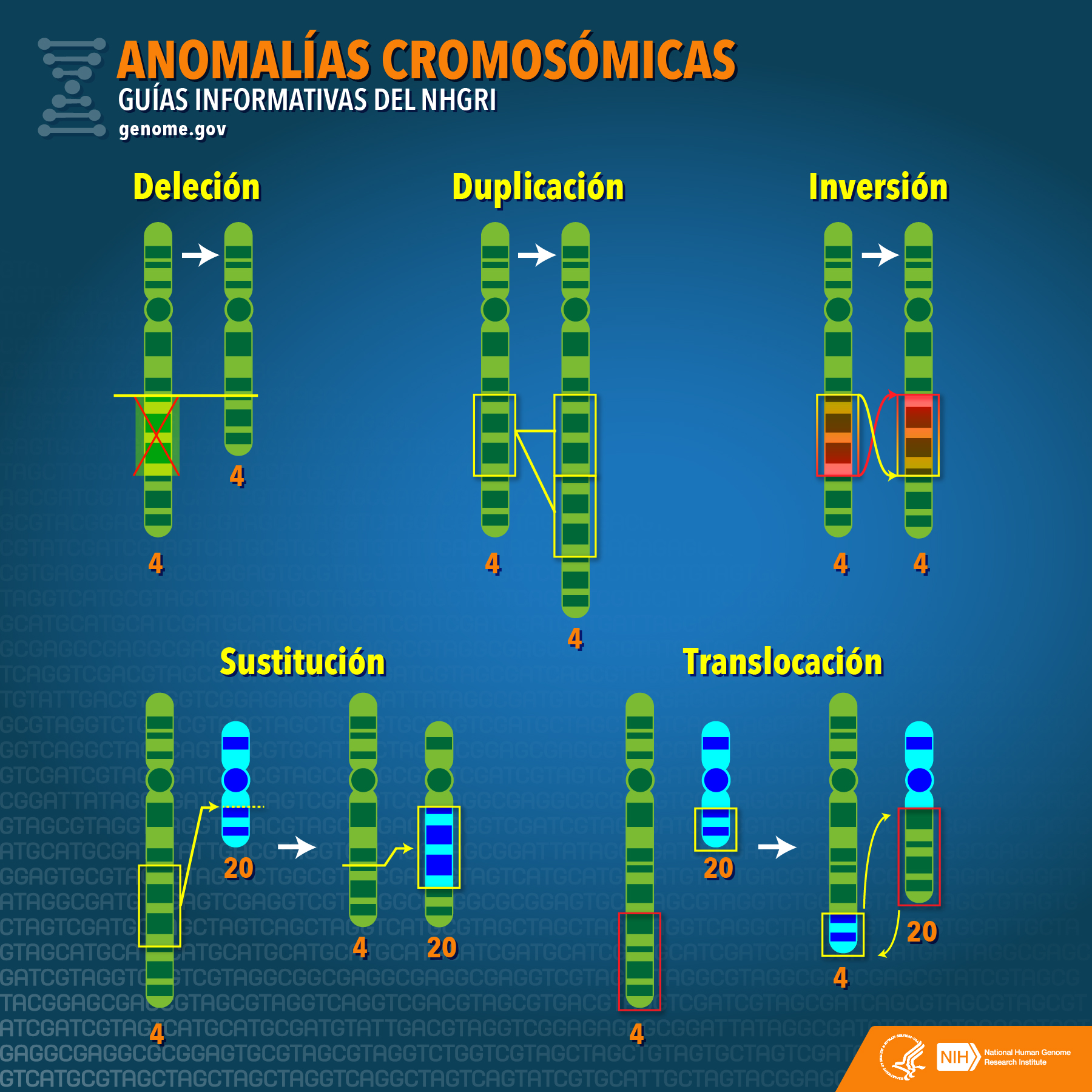  Anomalías Cromosómicas