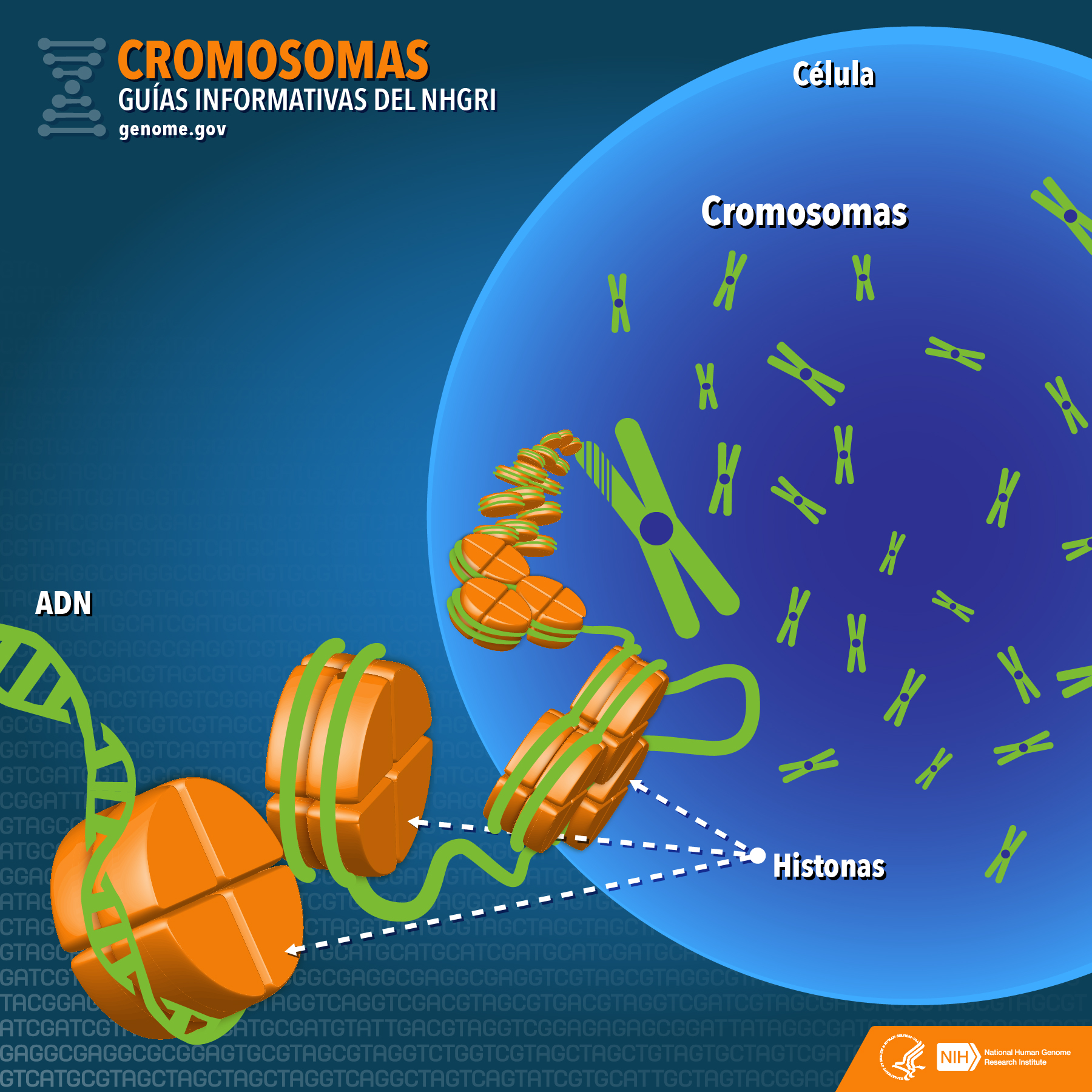 cromosomas