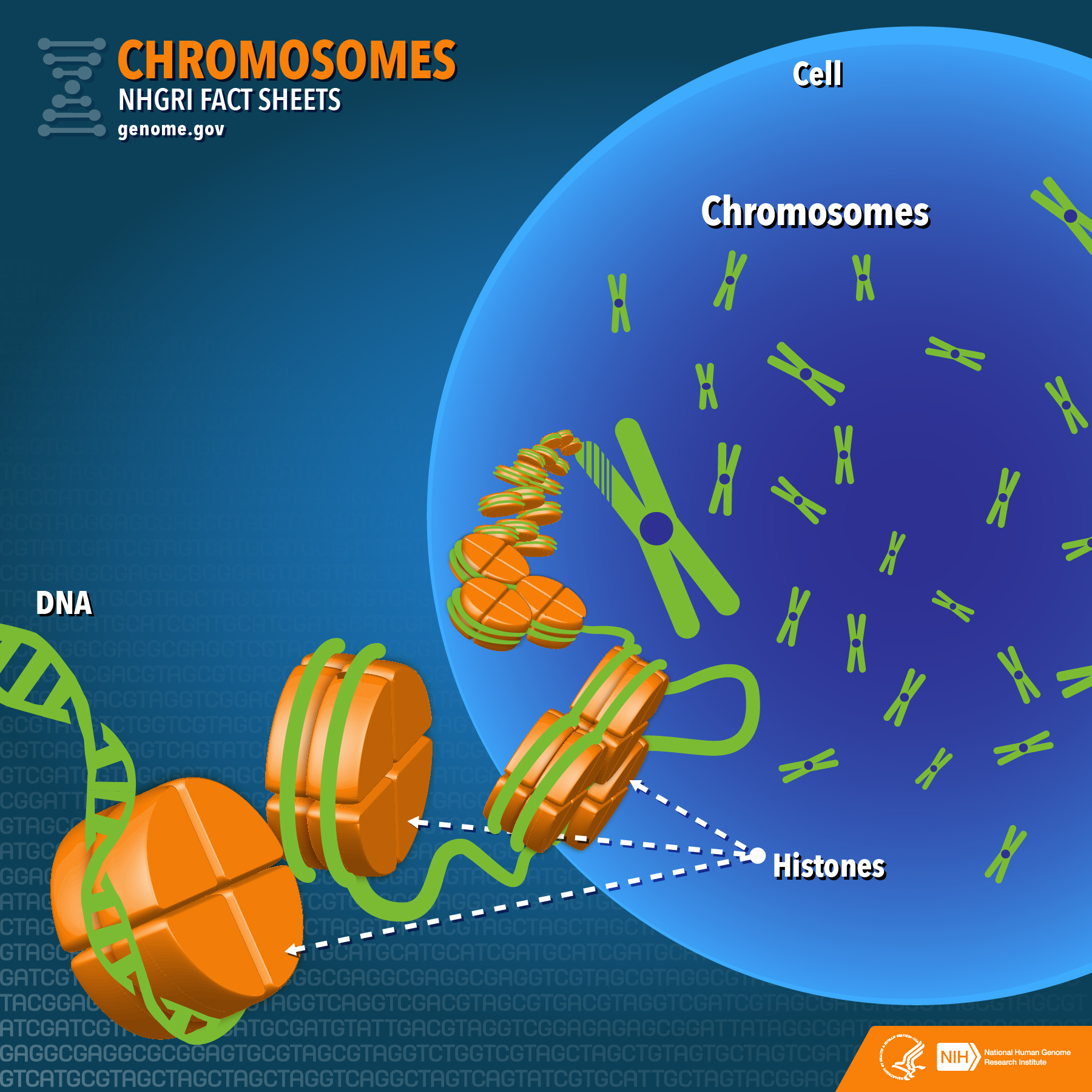 chromosome structure presentation