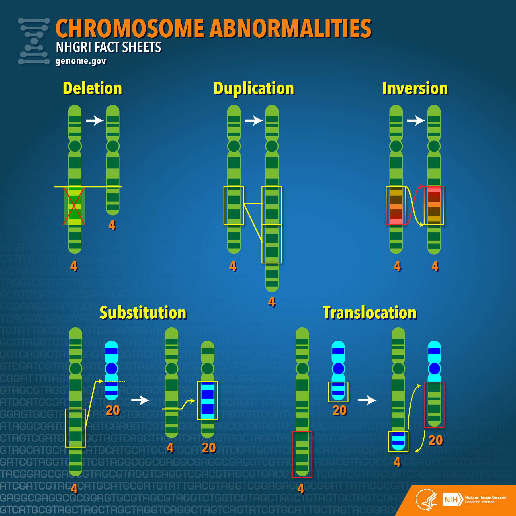 Chromosome Chart Definition