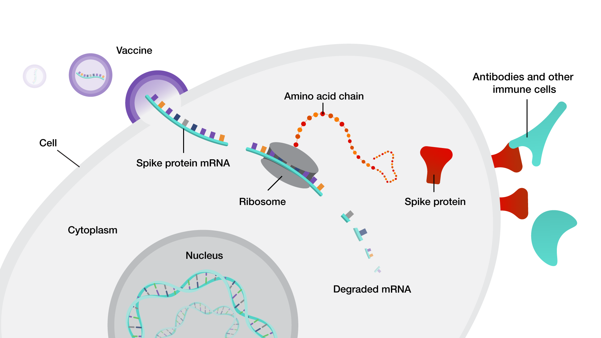 Is vaccine what mrna What is