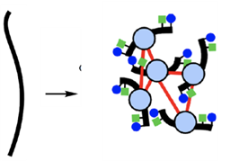 DNA loops